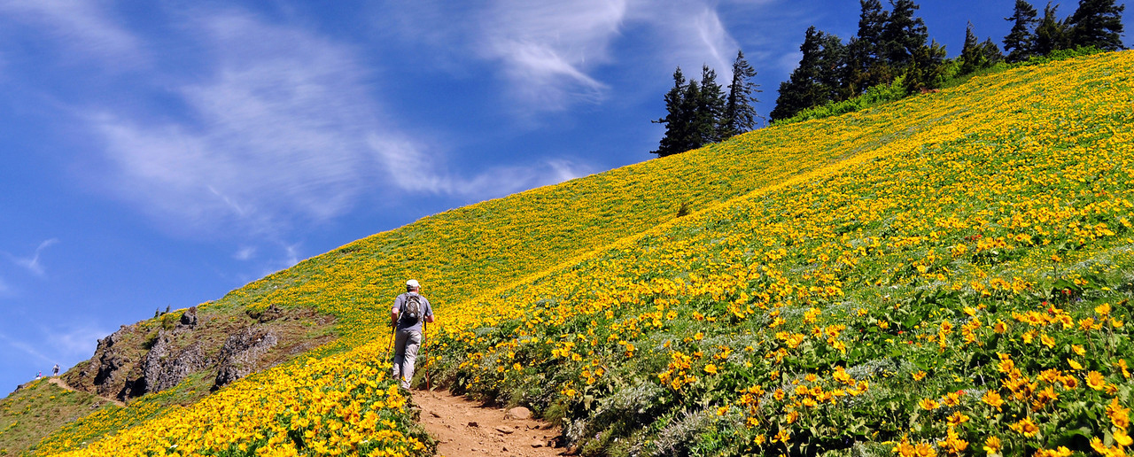 Dog Mountain Loop